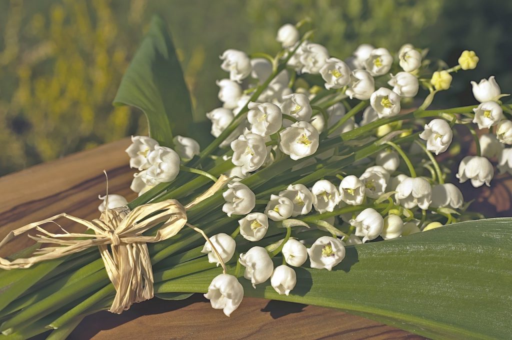 Giftige bloemen en planten